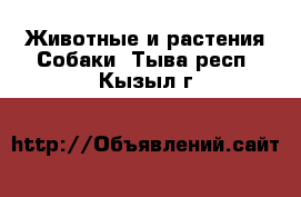 Животные и растения Собаки. Тыва респ.,Кызыл г.